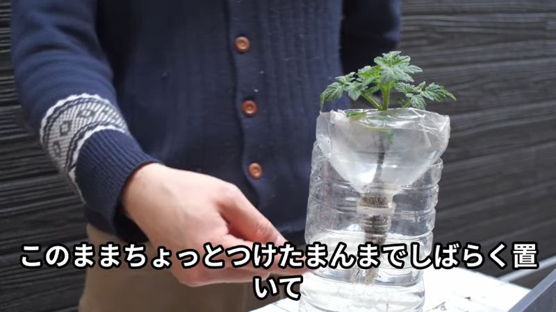 水耕栽培の準備として根の先端のみ水につける