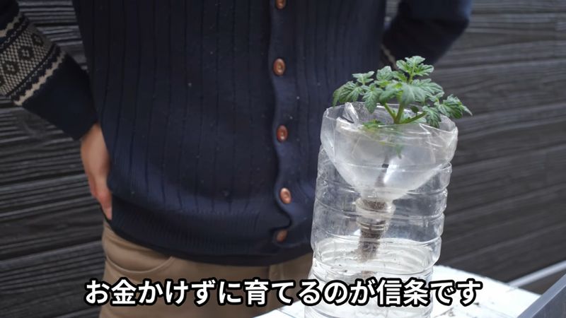 最低限の準備で労力と費用を抑える水耕栽培