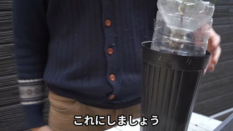 藻の発生を阻害するため適当な鉢に栽培容器を入れた状態