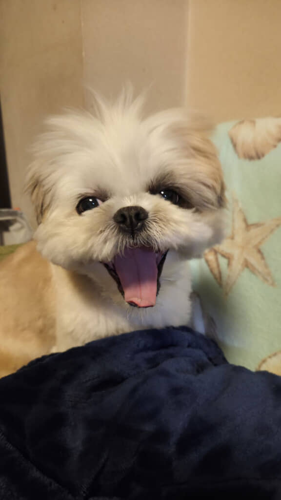 見ているこっちも眠くなりそうな大あくび