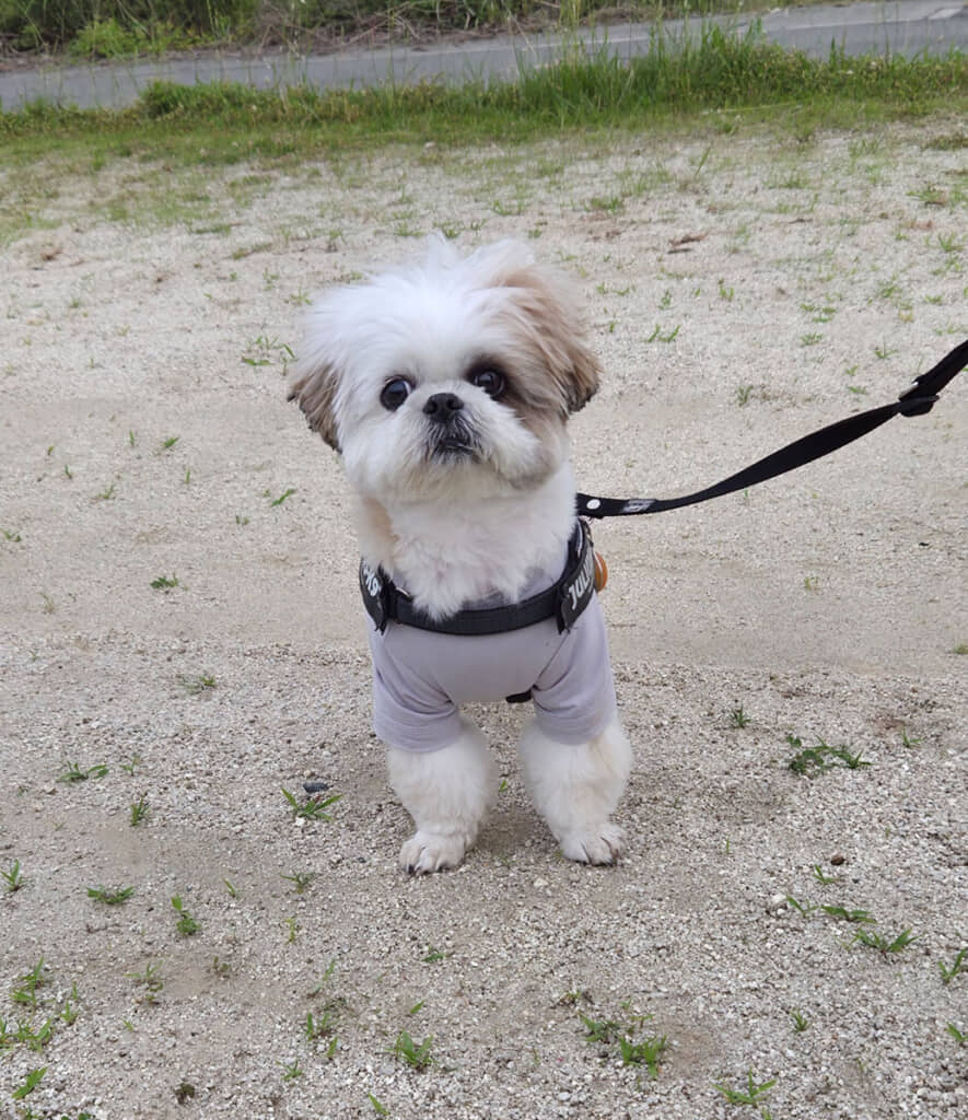 散歩中に見せた悲しげな表情。走りたいのにペースがゆるめで不満だったもよう