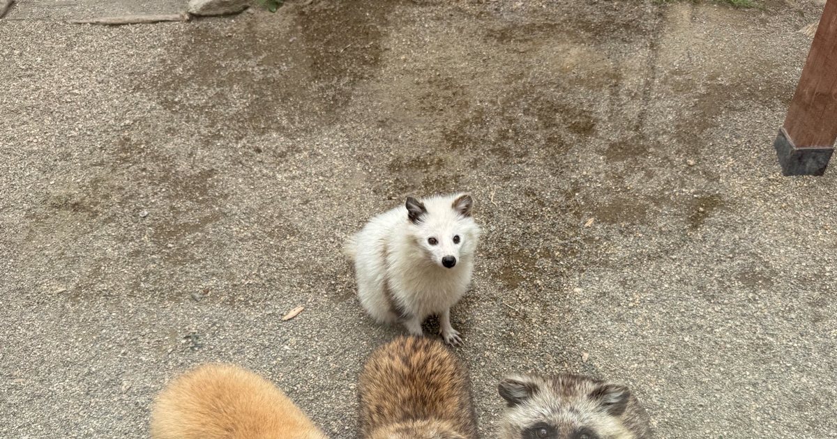 えー羨ましい」 動物園のたぬきコーナー、覗いてみると…… “まさかの