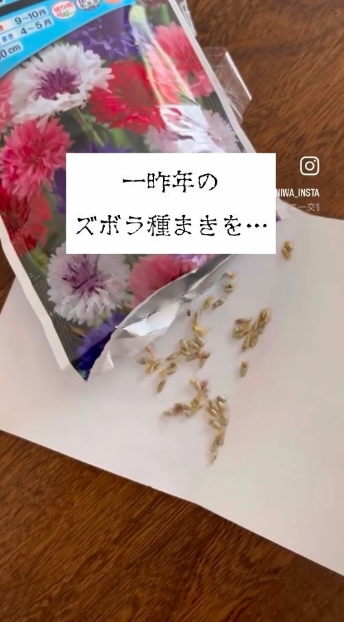 種を紙に出している