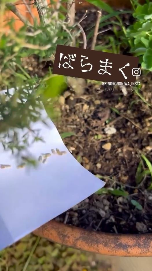 種をまいている様子