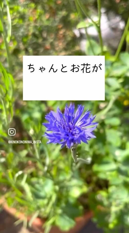 青紫の花が咲いている様子