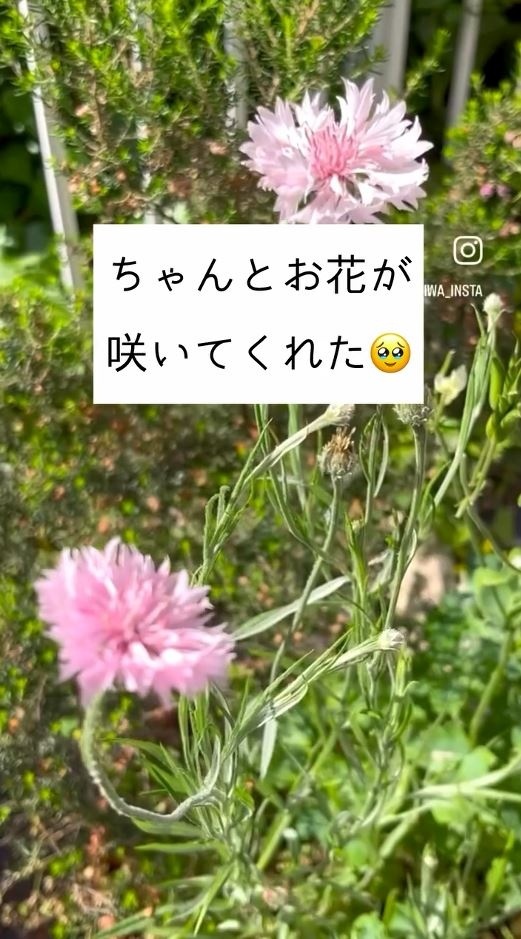ピンクの花が咲いている様子