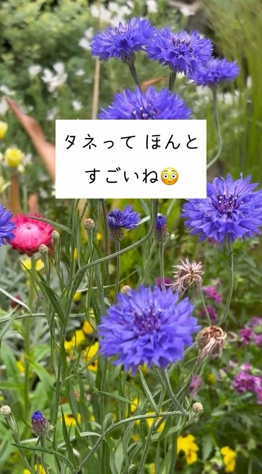 花たちの集合ショット