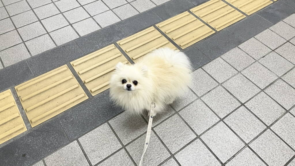 いつものシャルルくん
