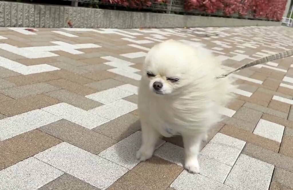 アザラシみたいでかわいい