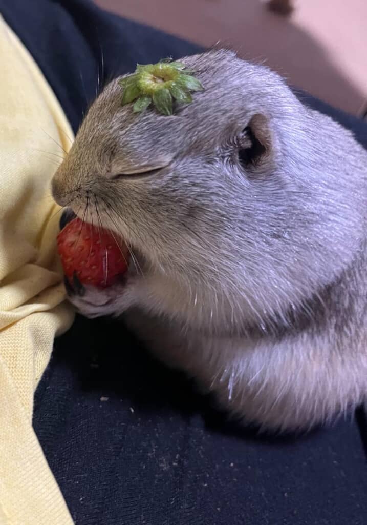 まるで帽子を被った美食家のような姿