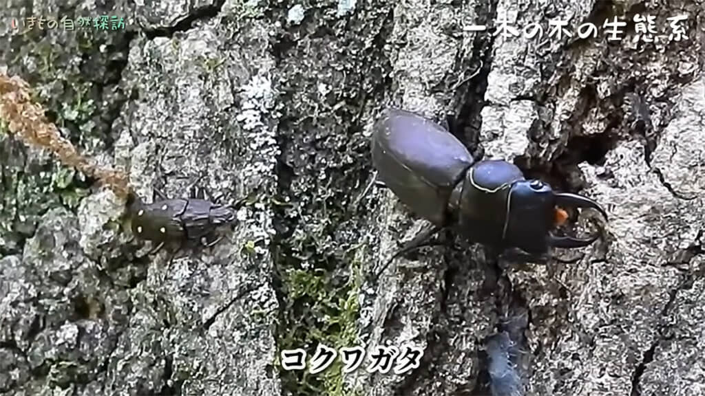 コクワガタを発見しました