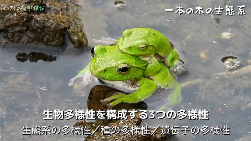 生き物は関わり合って生きています