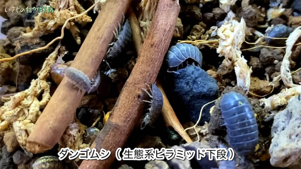 ダンゴムシは自然のお掃除やさんです