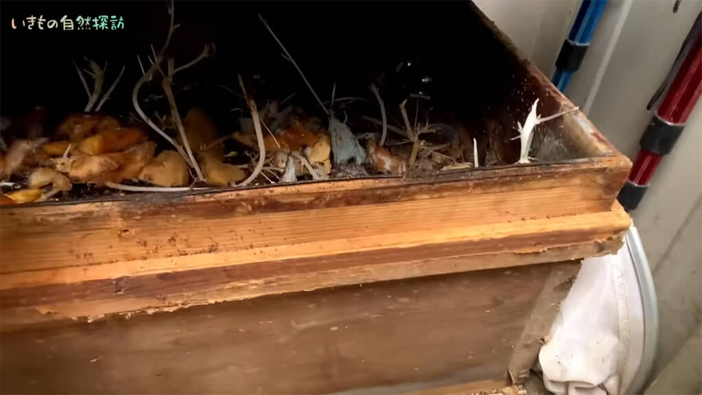 木箱の中には……