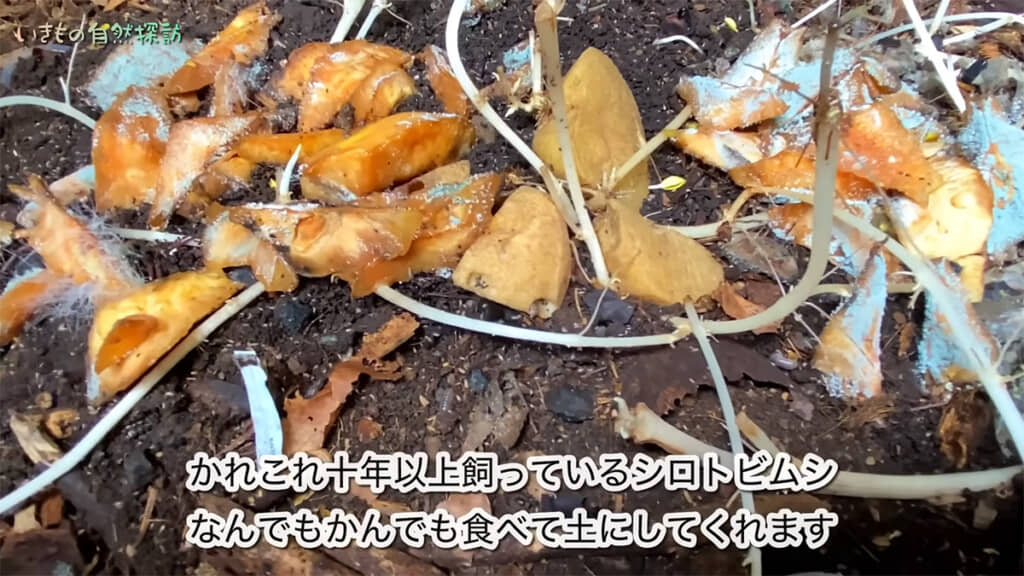 「シロトビムシ」が飼育されていました