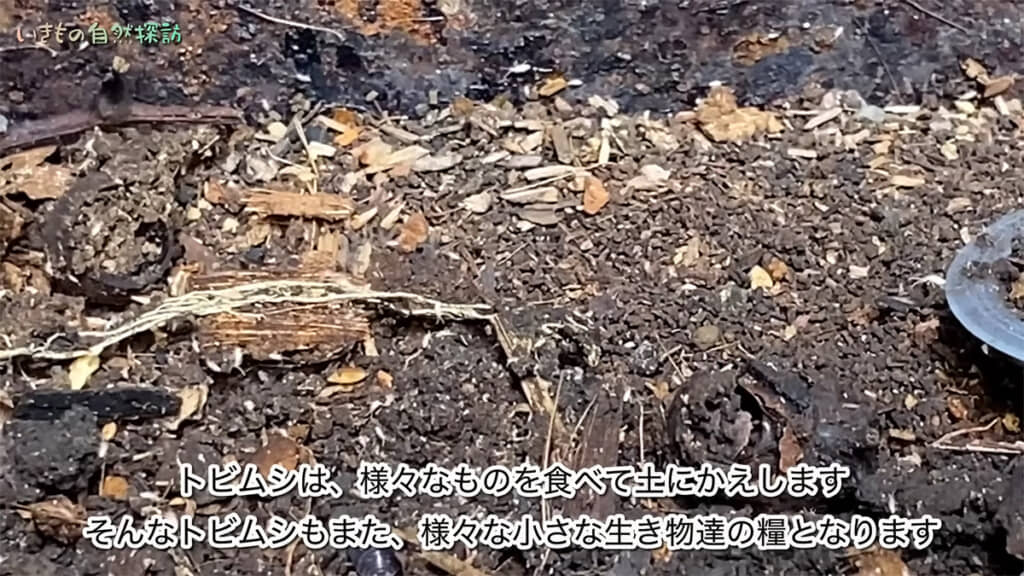 見た目に抵抗がある人も多そうですが、大切な存在です