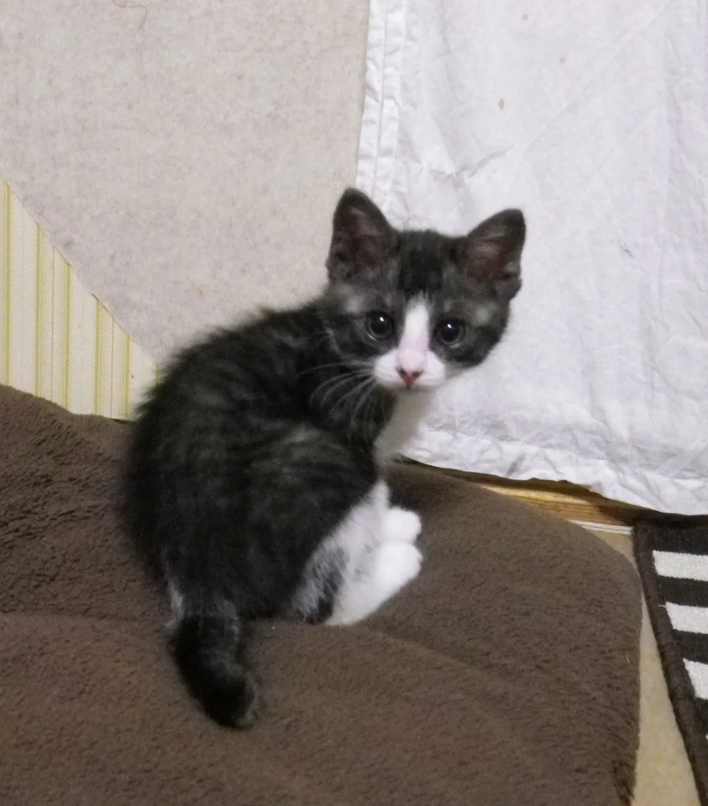 あどけない表情の子猫→11年後…… 「え？」飼い主も予想外の“現在