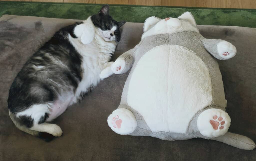 ママネコ様　まとめ4点 ママネコ様 まとめ4点 Cat captivated] Approaching the real