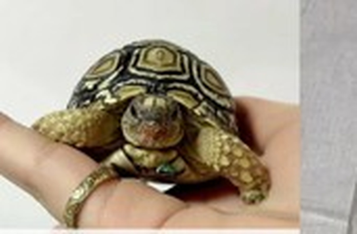 手のひらサイズのカメを1年7カ月育てたら……　「どうしたー！？」信じられない激変に「宝石みたい！」「驚きました」（1/3） | 動物 ねとらぼ