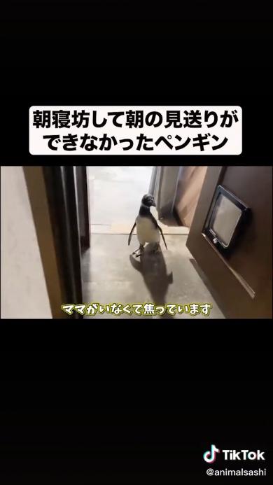 焦るペンギン