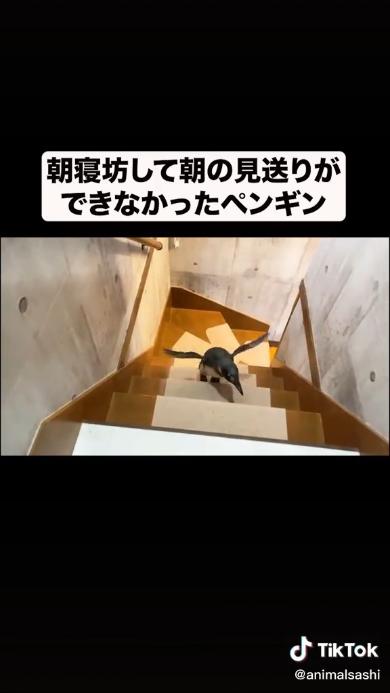 見送るペンギン