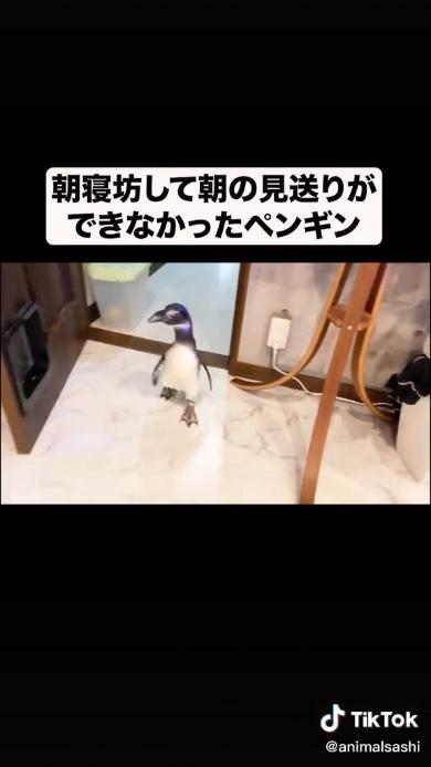 探すペンギン