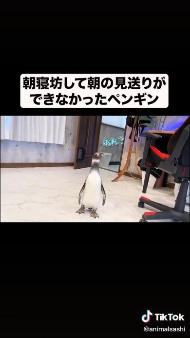 不思議なペンギン