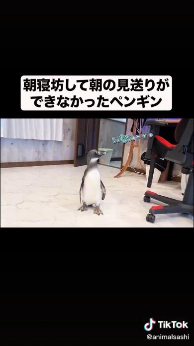 ぼう然とするペンギン