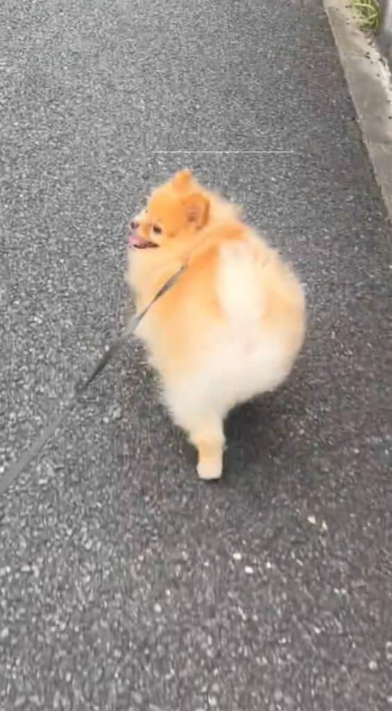 飼い主さんの方をチラッと確認しながら歩くこむぎくん