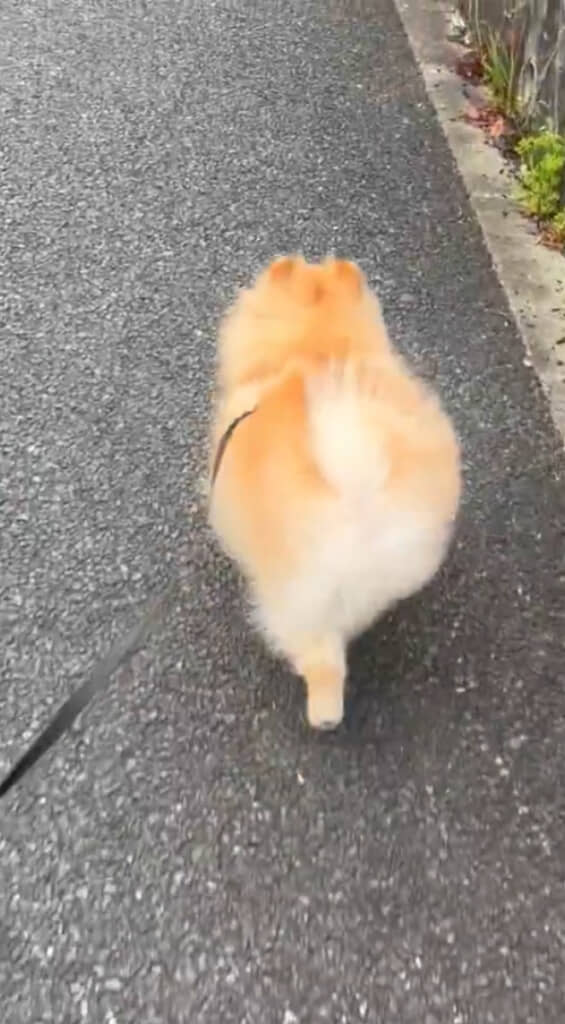 ウキウキで楽しそうです