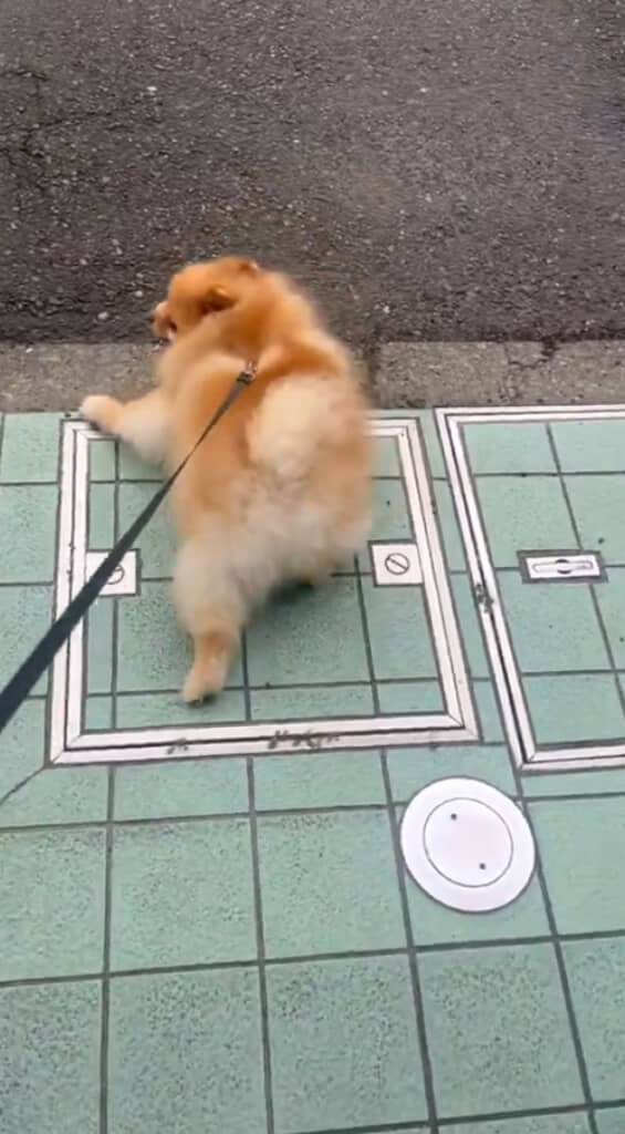 リードを引っ張るように病院から逃げて抵抗