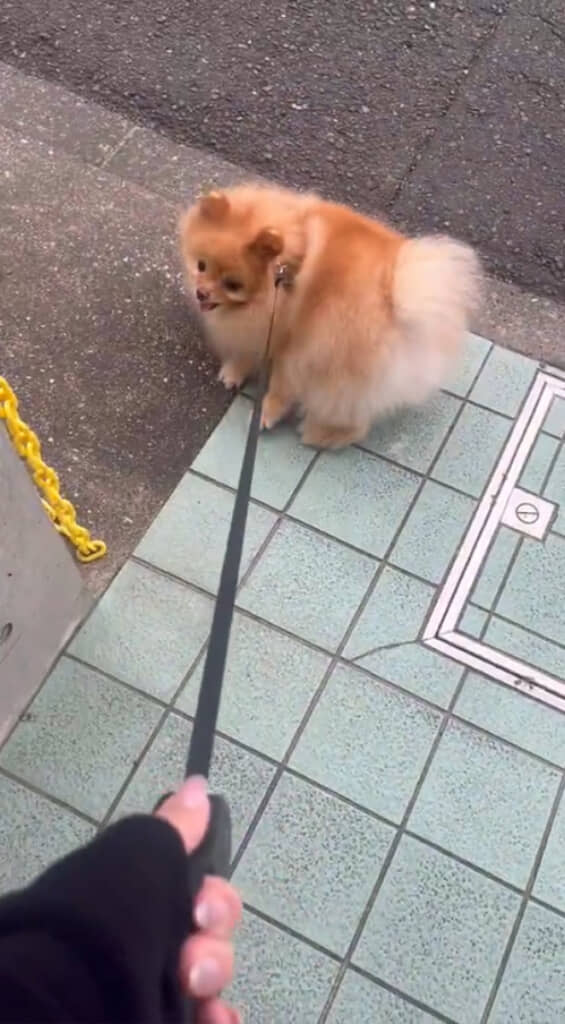 「本当に行かないとダメ……？」