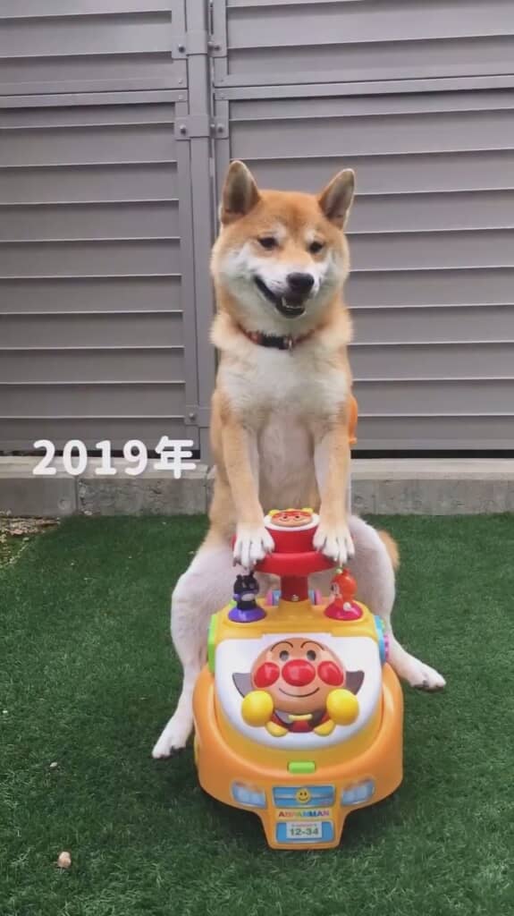 2019年のこたろうくん