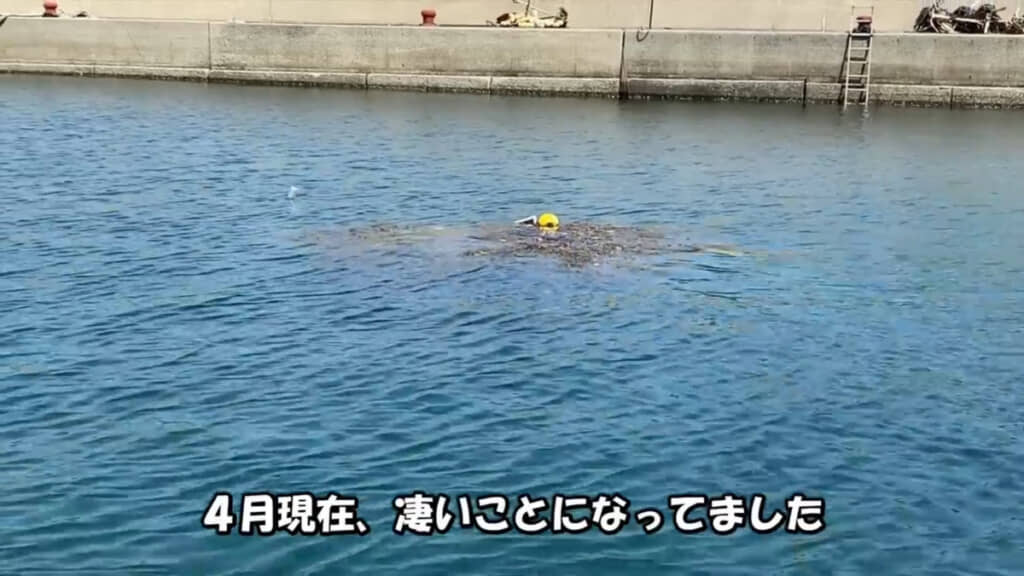 久しぶりに港のカゴを見に行くとすごいことに……