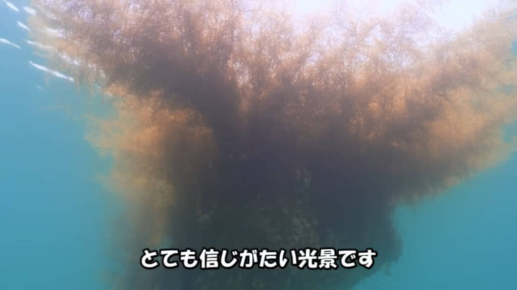 カゴからぐんぐん伸びた海藻の塊