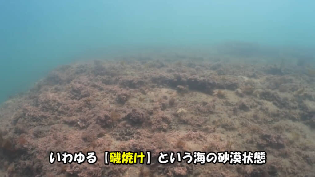 海底はご覧の通り、悲しいほど海藻が生えていません