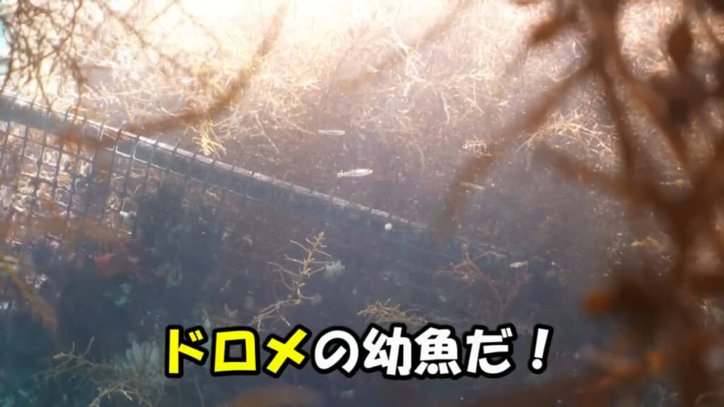 今は見かけなくなってしまっていた魚の幼魚の姿も（！）