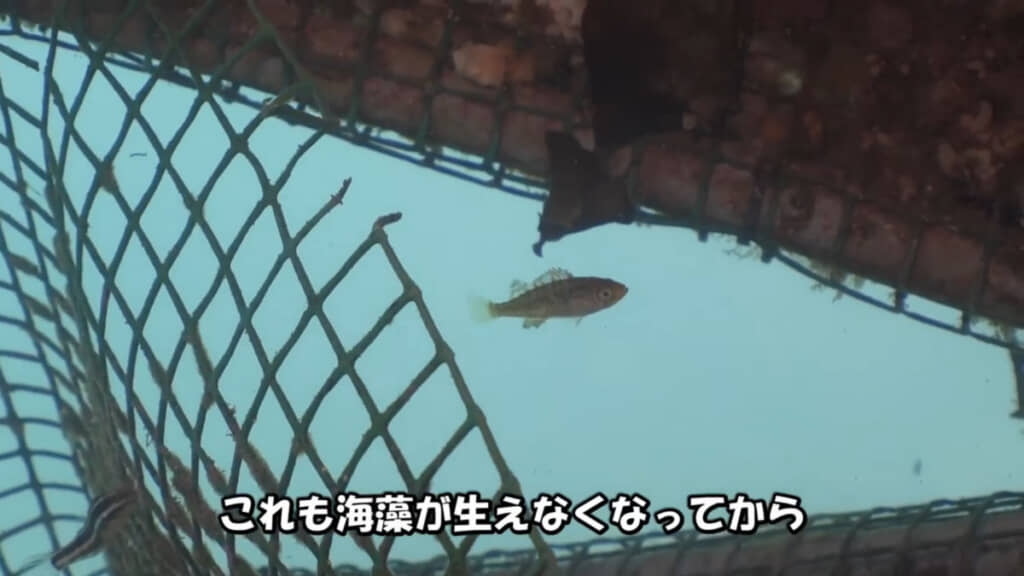 こちらも海藻が生えなくなってから見かける機会が減ったメバルの幼魚