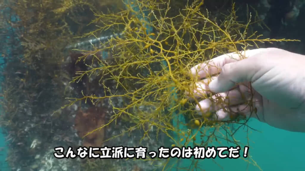 成長したヨレモクには生殖器官も確認。「次の潮で卵が落ちるかも」とのこと