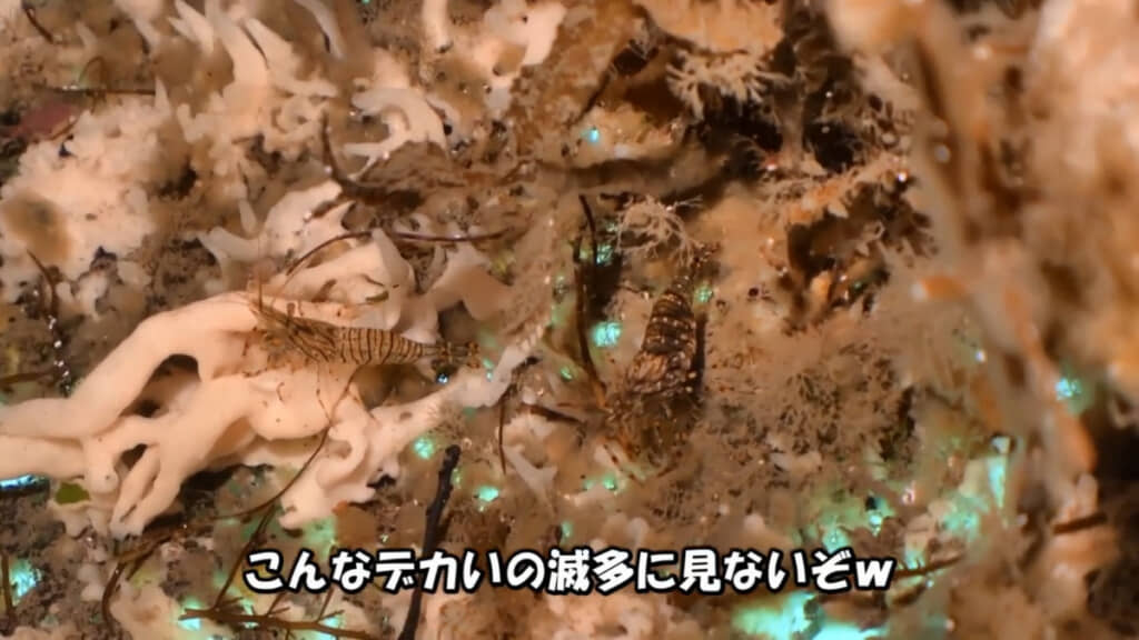 ワクワクして感動する光景でした