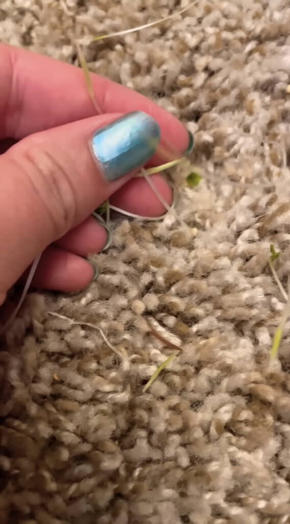 スプラウトのような草