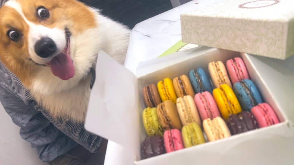 マカロンを見るラッキーくん