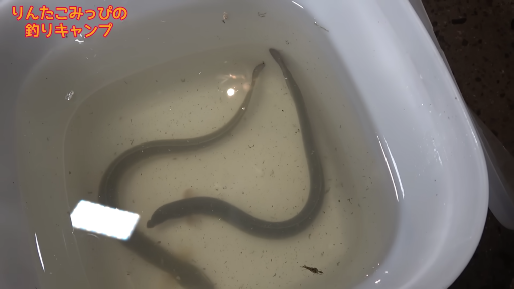 川にこんなサイズのウナギがいることに驚きます