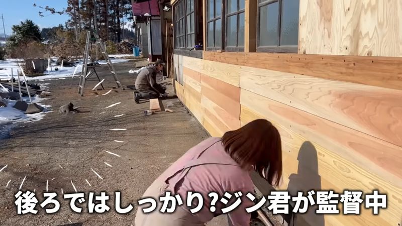 猫に見守られながら倉庫南側の壁に杉板を張る