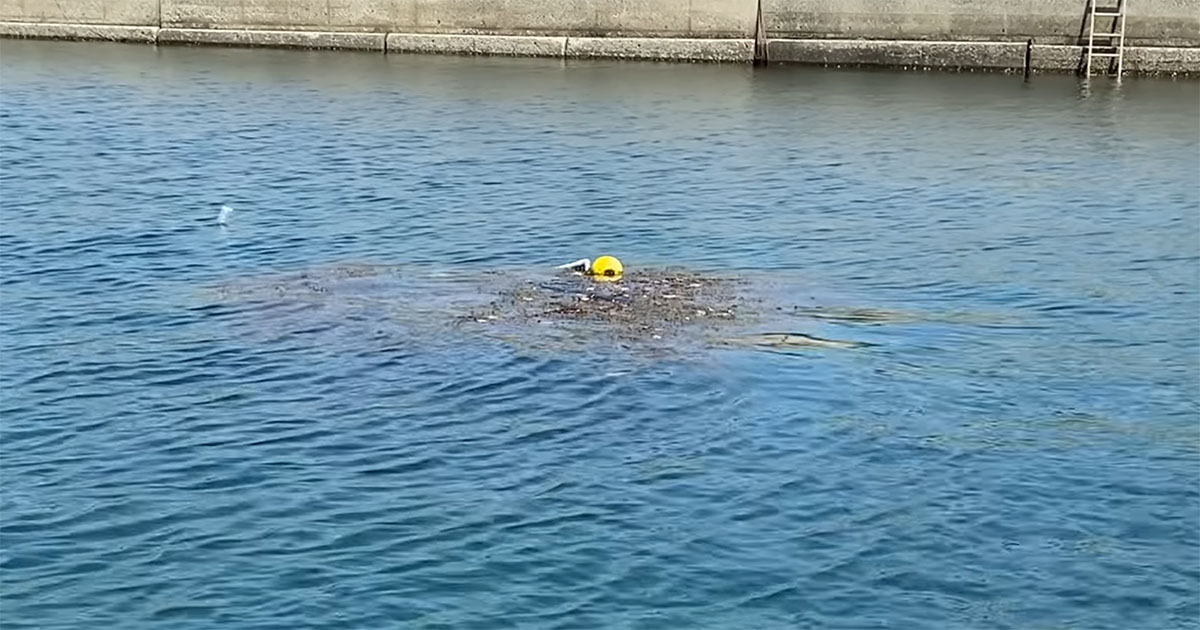 港に浮かべたカゴの海藻が爆増→潜ってみると……「マジか！」　信じられない光景に「感動した」「宝箱になってる」（1/3） | その他生き物 ねとらぼ
