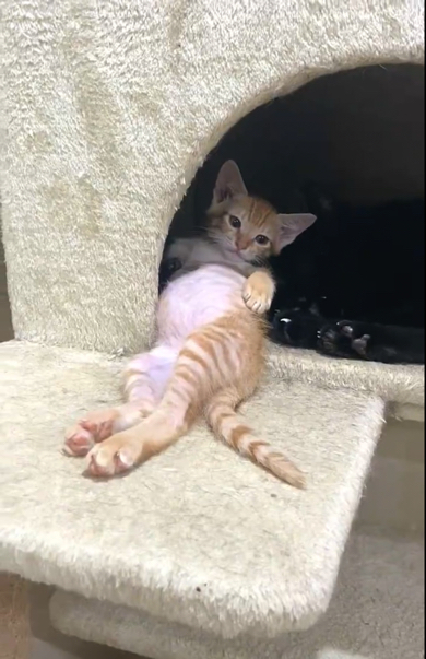 ぽんぽこおなかでくつろぐ保護子猫、実は……　信じがたいまさかのギャップに「ウソみたいだろ」「ヘソ天隙だらけなのに？」