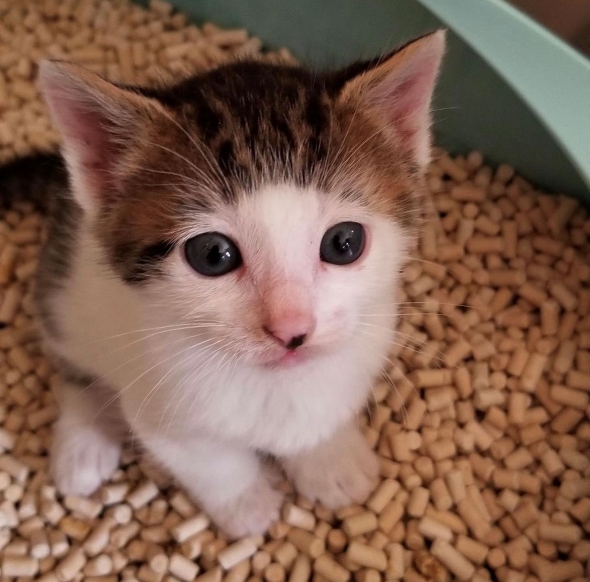 ぱっつん前髪の子猫→4年後には……　予想を超える成長後の姿に反響「あら〜〜〜」「神様がステキな髪型にしてくれた」