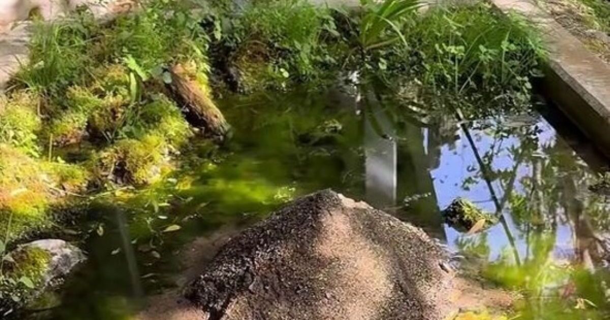 ドロドロに濁ったビオトープの水、全部抜いたら……　「ええええ」衝撃的な光景が170万再生「こんな環境いいな」 | ライフスタイル ねとらぼ