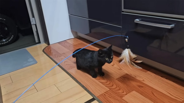 ズカズカ家に入ってきたぼっちの子猫→妙になれなれしいので、風呂に入れてみると……　思わず腰を抜かす事態に「たまらんw」「この子は賢い」　半年後……飼い主に話を聞いた（1/2） | 猫 ねとらぼ