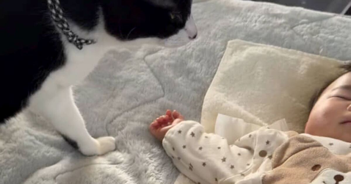 すやすや眠る4カ月赤ちゃん→そばに愛猫が寄ってきて……　「急に？」「これはキュン」ママ驚きの光景に「ニャルソックかな？」 | ねとらぼ